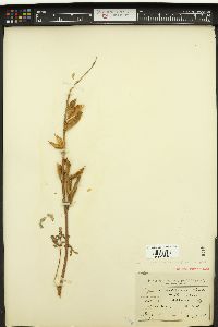 Lupinus retrorsus image