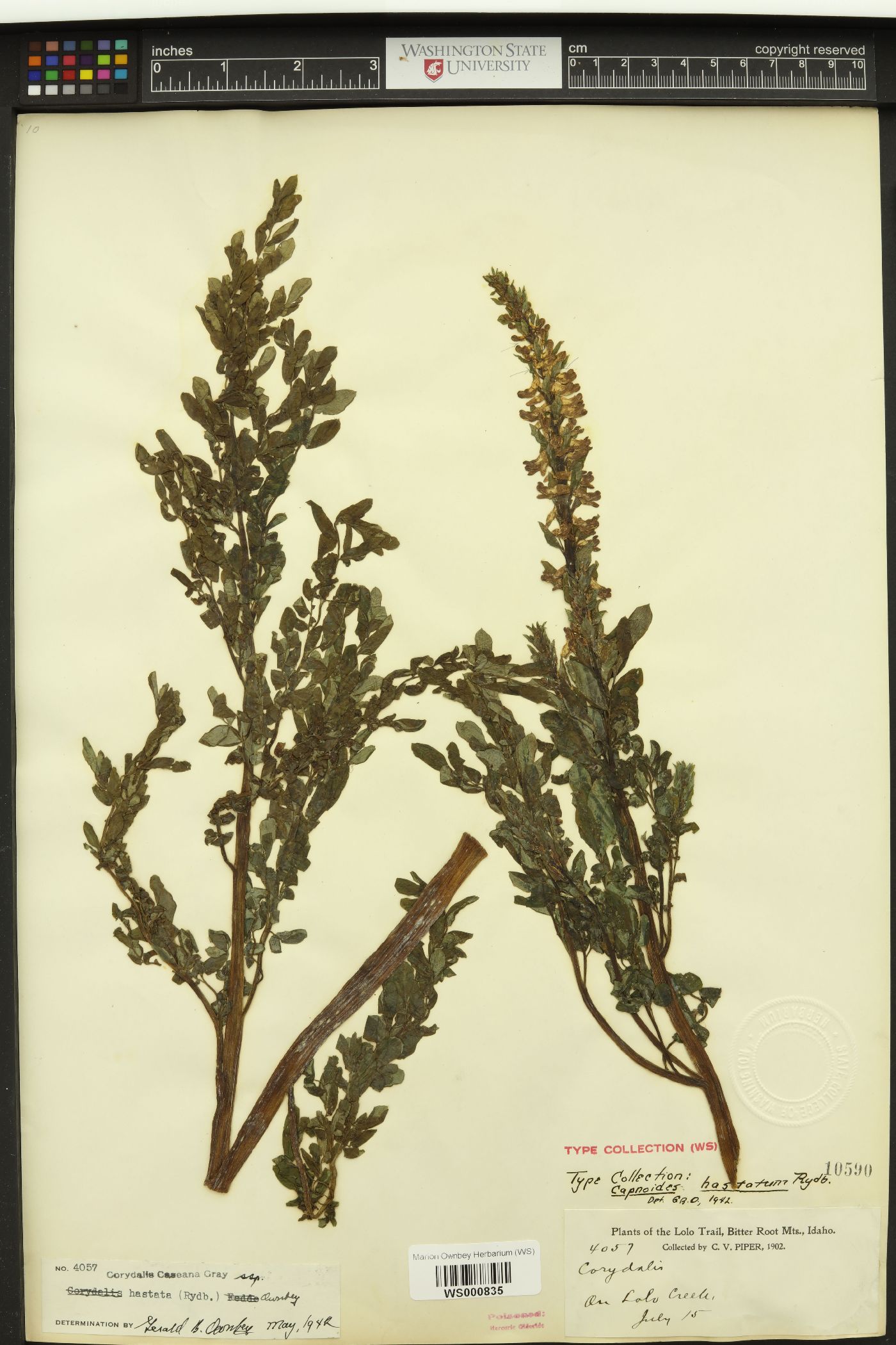 Capnoides hastatum image