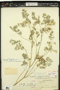 Corydalis aurea image