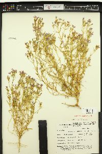 Zeltnera namophila image