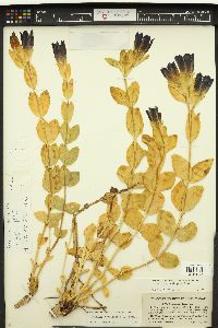 Gentiana plurisetosa image