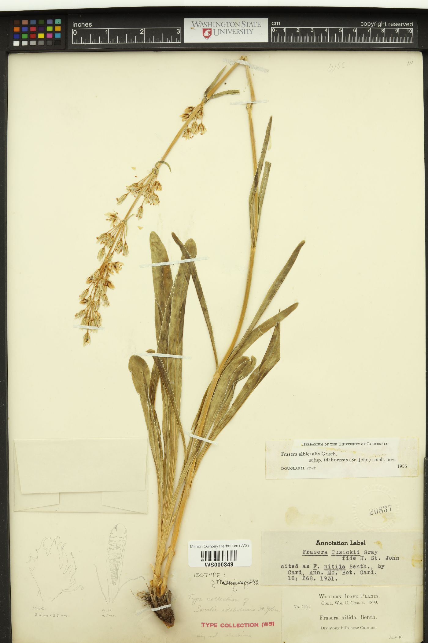 Swertia idahoensis image