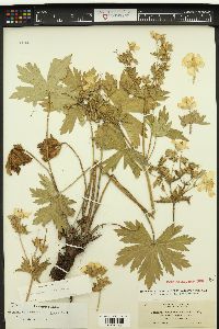 Geranium viscosissimum image