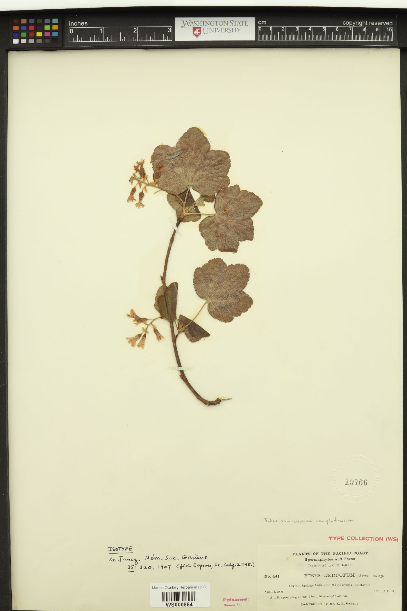 Ribes deductum image