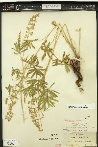 Lupinus arbustus image