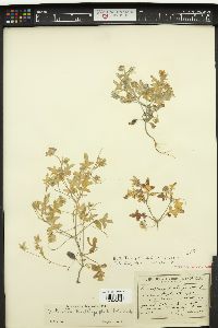 Nemophila kirtleyi image