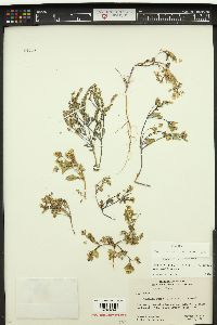 Phacelia lutea image