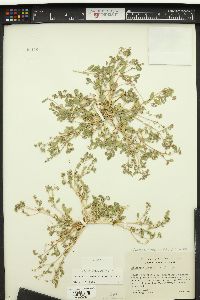 Phacelia monoensis image