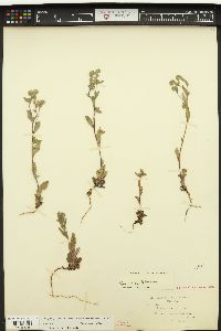 Phacelia verna image