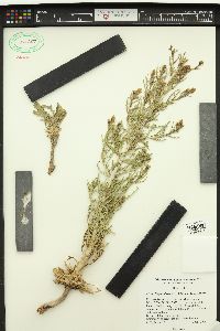 Mentzelia paradoxensis image