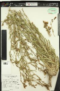 Mentzelia paradoxensis image
