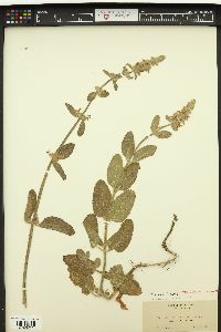 Stachys ramosa image