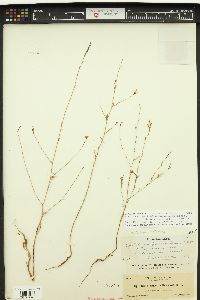 Epilobium brachycarpum image