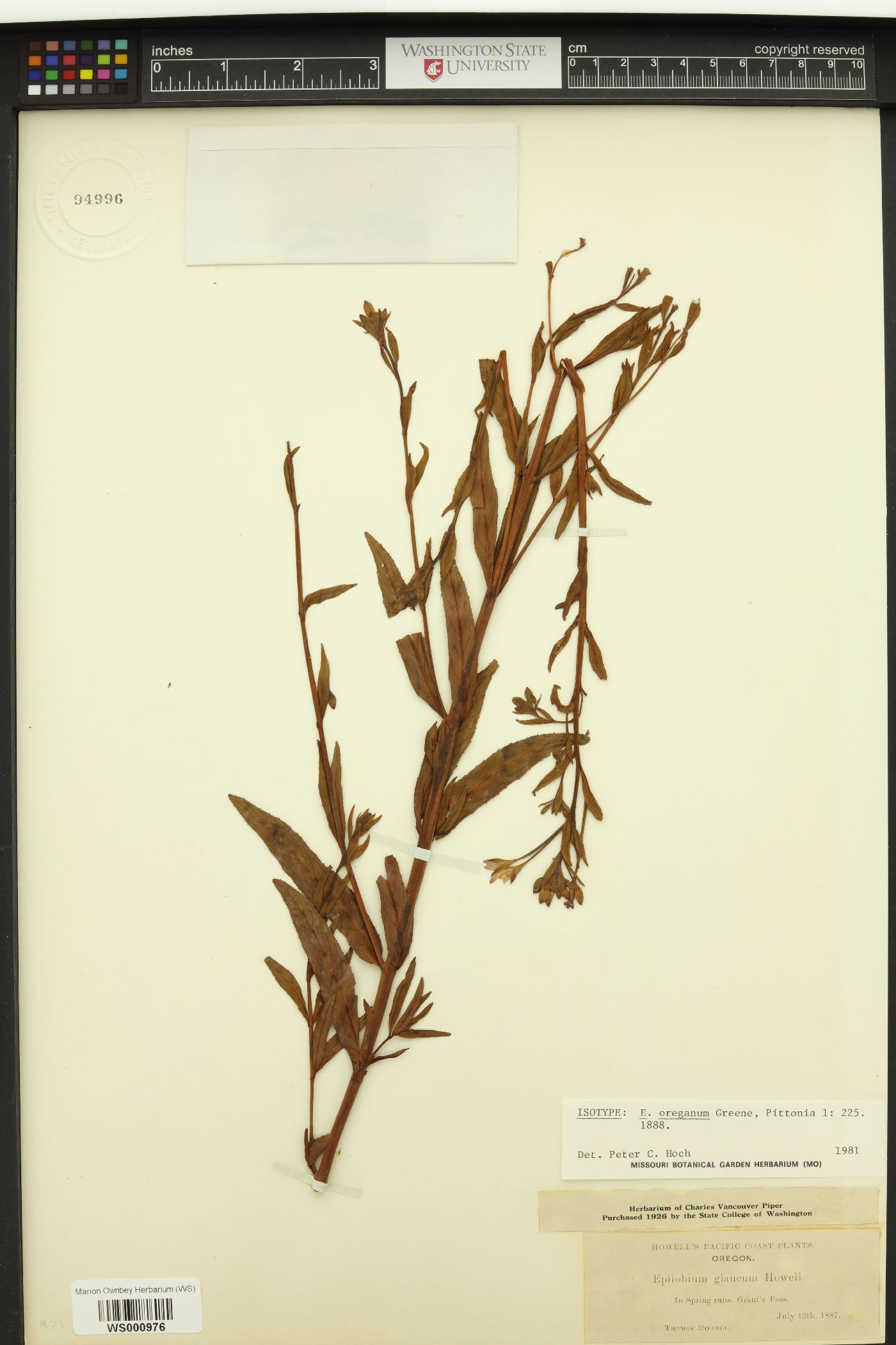 Epilobium oreganum image