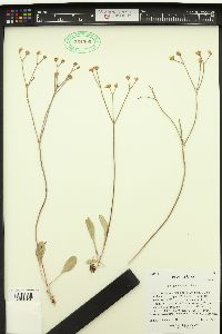 Eriogonum artificis image