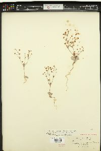 Eriogonum maculatum image