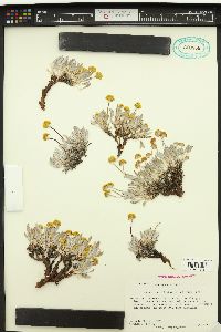 Eriogonum capistratum image