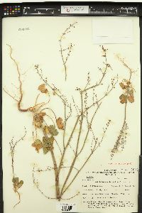 Eriogonum concinnum image