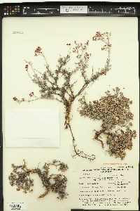 Eriogonum microtheca var. lapidicola image