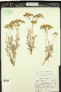 Eriogonum microtheca image