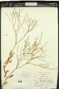 Eriogonum mortonianum image