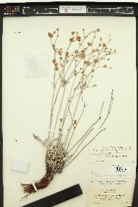 Eriogonum niveum image