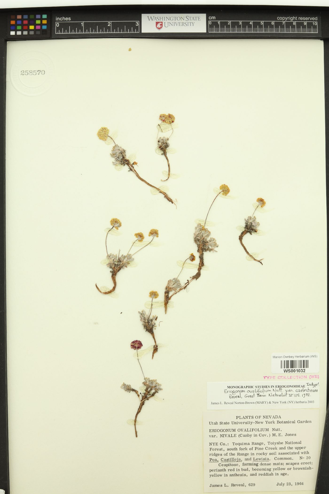 Eriogonum ovalifolium var. caelestinum image