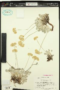 Eriogonum ovalifolium var. pansum image