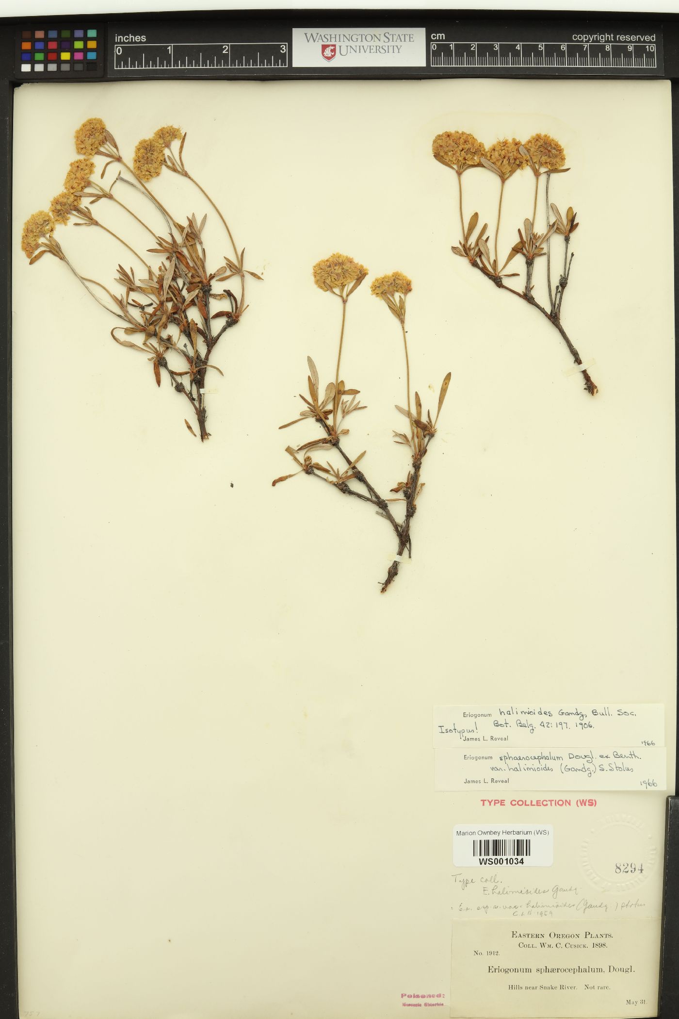 Eriogonum sphaerocephalum var. halimioides image