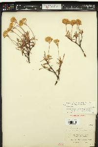 Eriogonum sphaerocephalum var. halimioides image