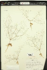 Eriogonum inflatum image