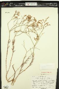 Eriogonum leptocladon image