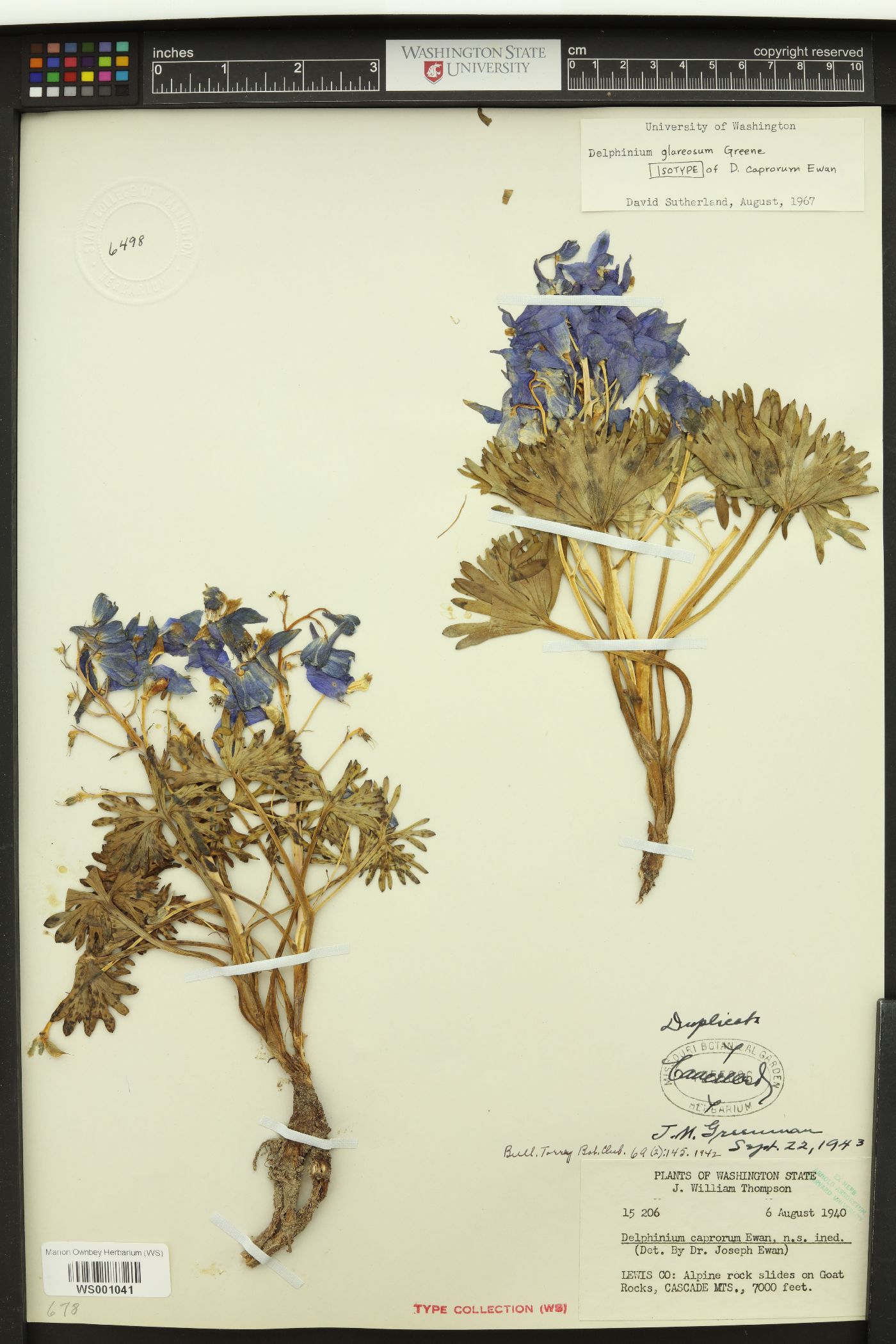 Delphinium caprorum image