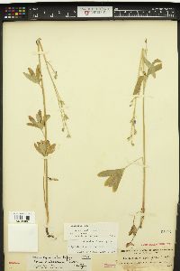 Delphinium depauperatum image