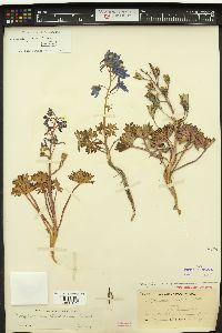 Delphinium glareosum image