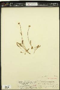 Ranunculus alismifolius var. alismellus image