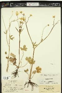 Ranunculus occidentalis image