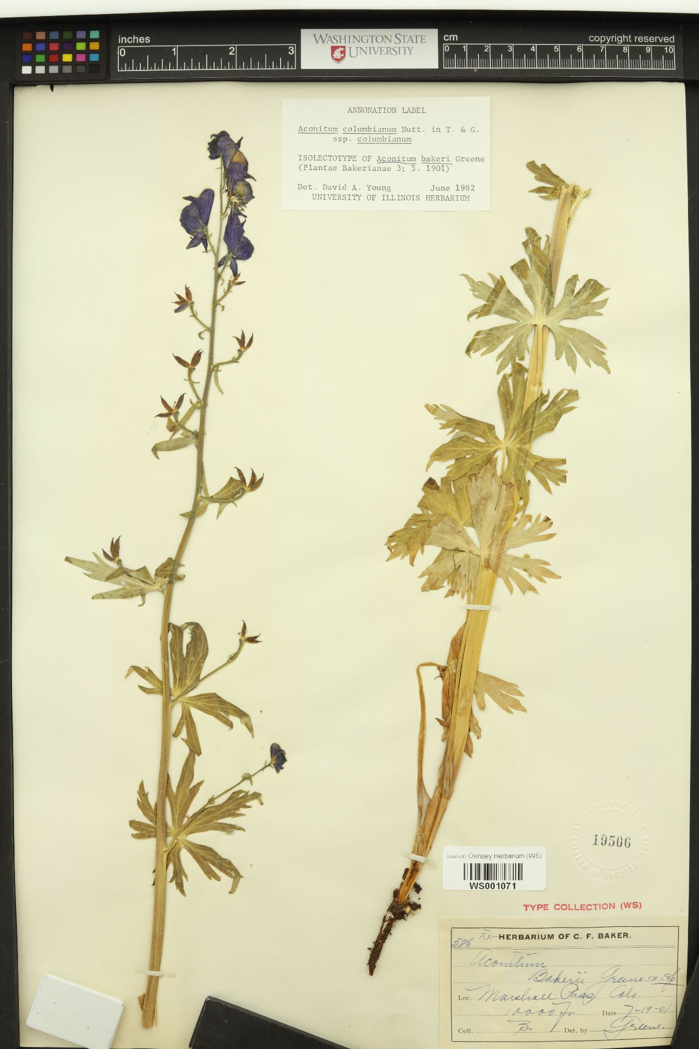 Aconitum bakeri image