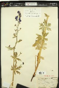 Aconitum bakeri image