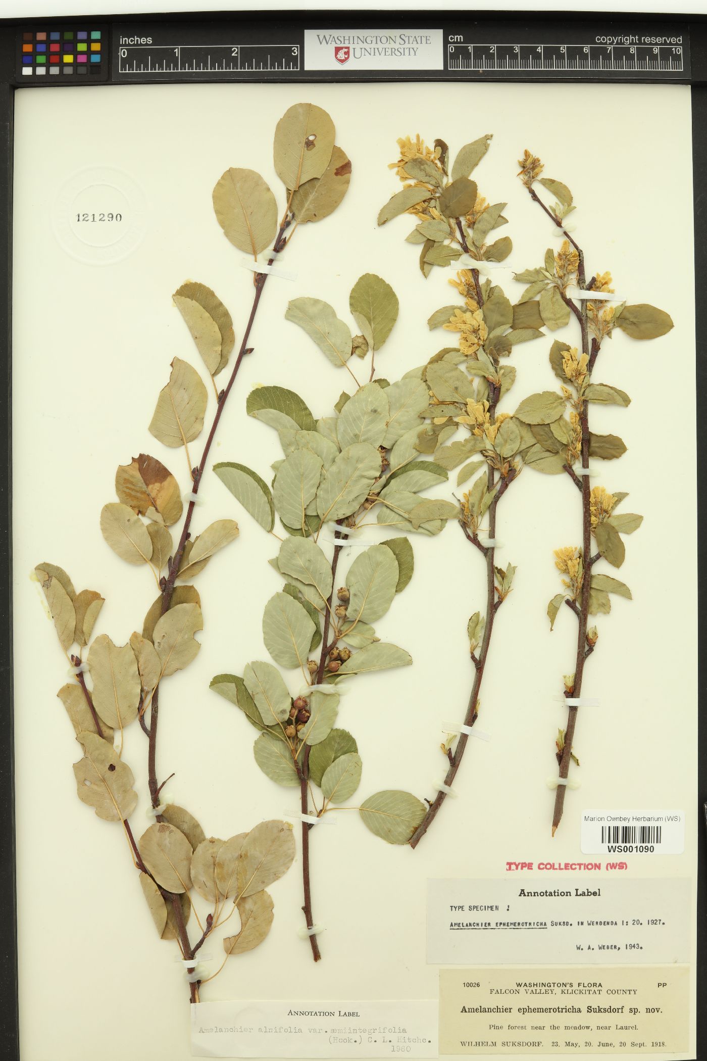 Amelanchier ephemerotricha image