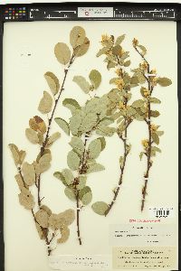 Amelanchier ephemerotricha image