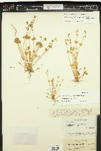 Claytonia parviflora image