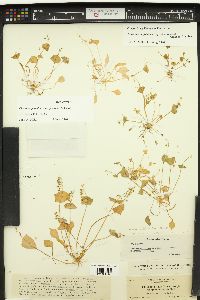 Claytonia parviflora image