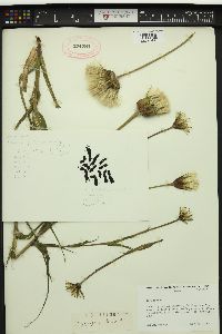 Tragopogon pratensis image