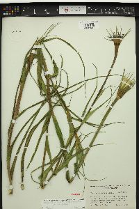 Tragopogon porrifolius image