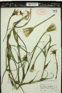 Tragopogon pratensis image