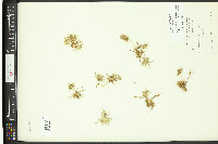 Navarretia leucocephala var. plieantha image