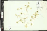 Navarretia leucocephala var. bakeri image