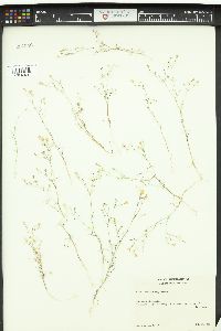 Gilia leptalea image