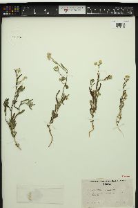 Cryptantha hendersonii image